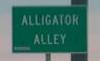 alligator-alligatoralley.jpg