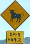 bull-openrange-close.jpg