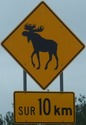 moose-moose10km-close.jpg
