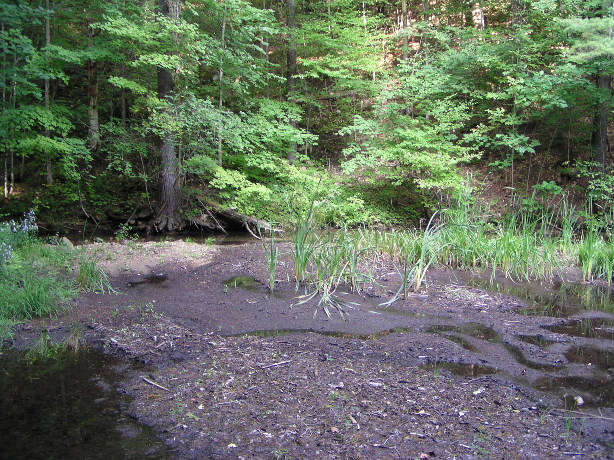 Pine Cobble Trail, Williamstown, Massachusetts August 28, 2004