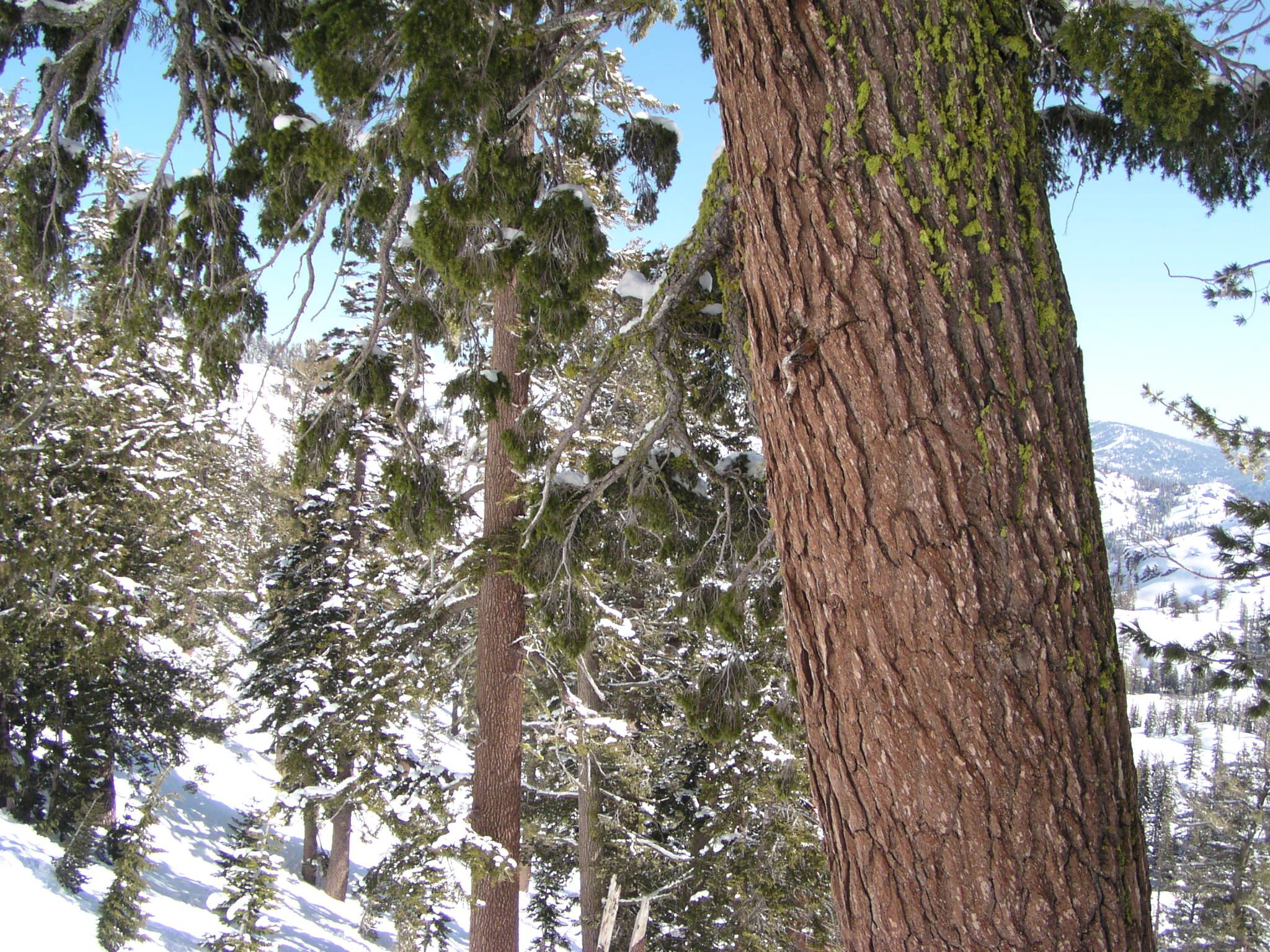 Squaw Valley USA, California - February 21, 2006