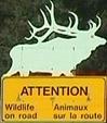 attentionwildlifeonroad.jpg