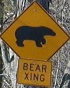 bearxing.jpg