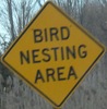 birdnesting-birdnesting-close.jpg