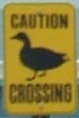 cautionduckcrossing.jpg