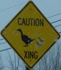 cautionducksxing-ducks-close.jpg