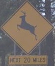 deer-20mi.jpg