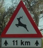 deer-deer11km-close.jpg