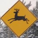 deer-quebecois.jpg