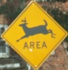 deerarea-deerarea-close.jpg