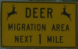 deermigration-deer-close.jpg