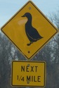 duck-ducknextquarter-close.jpg