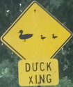 duckxing-duckxing-close.jpg