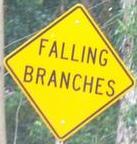 fallingbranches.jpg