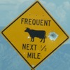 frequentcows-frequentcows-close.jpg