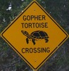 gophertortoisecrossing-gtc-close.jpg