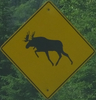 moose-meanmoose-close.jpg