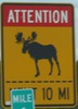 moose-moose10mi-close.jpg