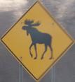 moose-quebecois.jpg