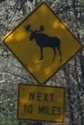 moosenext10miles-moose-close.jpg