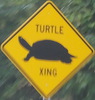 turtle-turtlexing-close.jpg