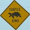 turtlexing-turtle-close.jpg