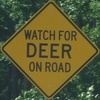 watchfordeeronroad-deer-close.jpg