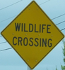 wildlife-wildlife-close.jpg