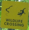 wildlifecrossing-wildlife-close.jpg