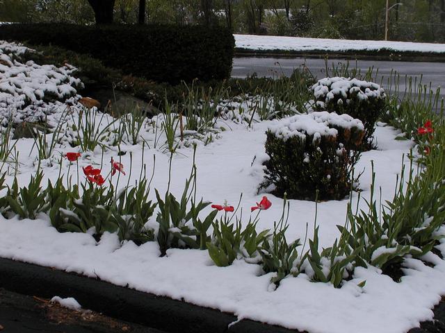 Late Spring Snow in Williamstown - May 18, 2002 Late Spring Snow in Williamstown - May 18, 2002